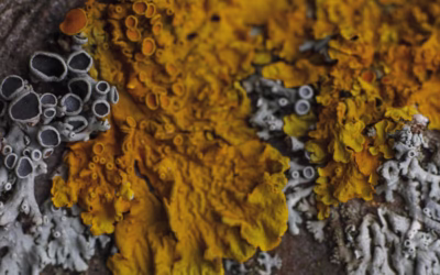 The Hidden Dangers of Creosote: Fire-Safe Tips